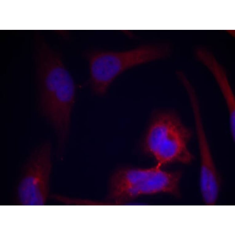 Immunofluorescence - S6 Ribosomal Protein (Phospho-Ser235) Antibody from Signalway Antibody (11232) - Antibodies.com