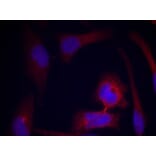 Immunofluorescence - S6 Ribosomal Protein (Phospho-Ser235) Antibody from Signalway Antibody (11232) - Antibodies.com