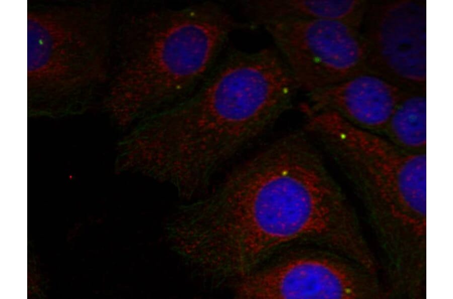 Immunofluorescence - a-Synuclein (Phospho-Tyr125) Antibody from Signalway Antibody (11256) - Antibodies.com