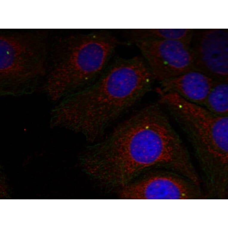 Immunofluorescence - a-Synuclein (Phospho-Tyr125) Antibody from Signalway Antibody (11256) - Antibodies.com