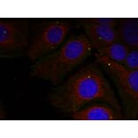 Immunofluorescence - a-Synuclein (Phospho-Tyr125) Antibody from Signalway Antibody (11256) - Antibodies.com