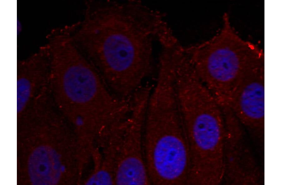 Immunofluorescence - a-Synuclein (Phospho-Tyr133) Antibody from Signalway Antibody (11285) - Antibodies.com
