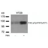Western blot - FAK (phospho-Tyr576/Tyr577) Antibody from Signalway Antibody (11545) - Antibodies.com