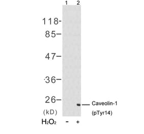 Western blot - Caveolin-1 (Phospho-Tyr14) Antibody from Signalway Antibody (11090) - Antibodies.com