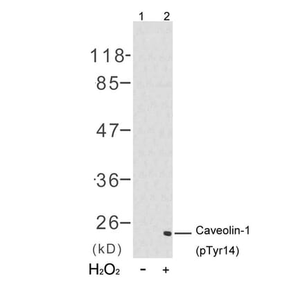 Western blot - Caveolin-1 (Phospho-Tyr14) Antibody from Signalway Antibody (11090) - Antibodies.com