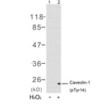 Western blot - Caveolin-1 (Phospho-Tyr14) Antibody from Signalway Antibody (11090) - Antibodies.com