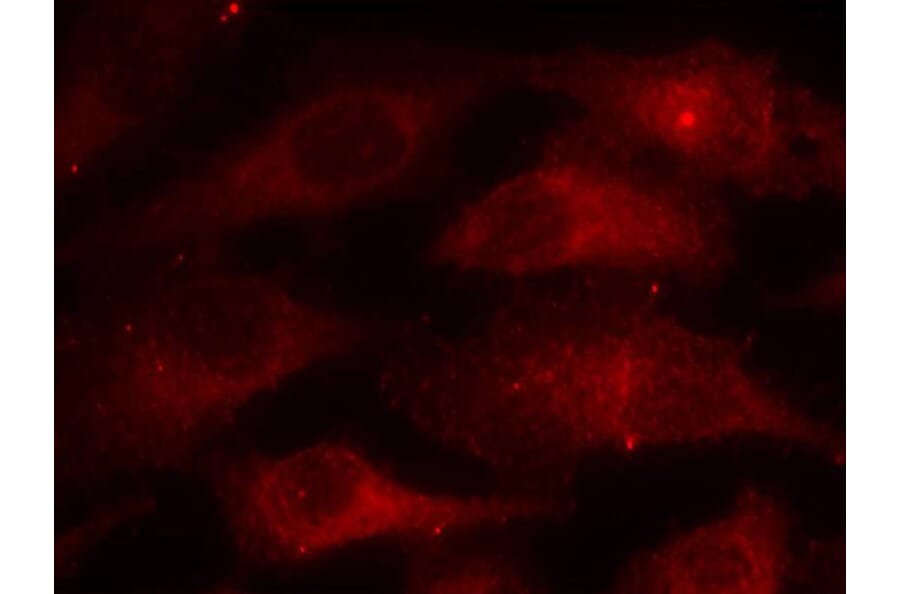 Immunofluorescence - Caveolin-1 (Phospho-Tyr14) Antibody from Signalway Antibody (11090) - Antibodies.com