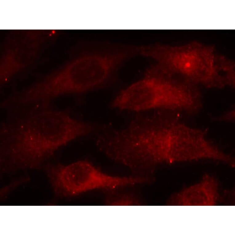 Immunofluorescence - Caveolin-1 (Phospho-Tyr14) Antibody from Signalway Antibody (11090) - Antibodies.com
