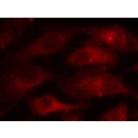 Immunofluorescence - Caveolin-1 (Phospho-Tyr14) Antibody from Signalway Antibody (11090) - Antibodies.com