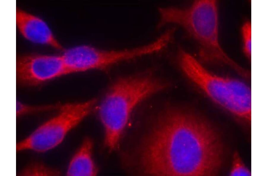 Immunofluorescence - PKD/PKCm (Phospho-Ser738) Antibody from Signalway Antibody (11078) - Antibodies.com