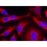 Immunofluorescence - PKD/PKCm (Phospho-Ser738) Antibody from Signalway Antibody (11078) - Antibodies.com