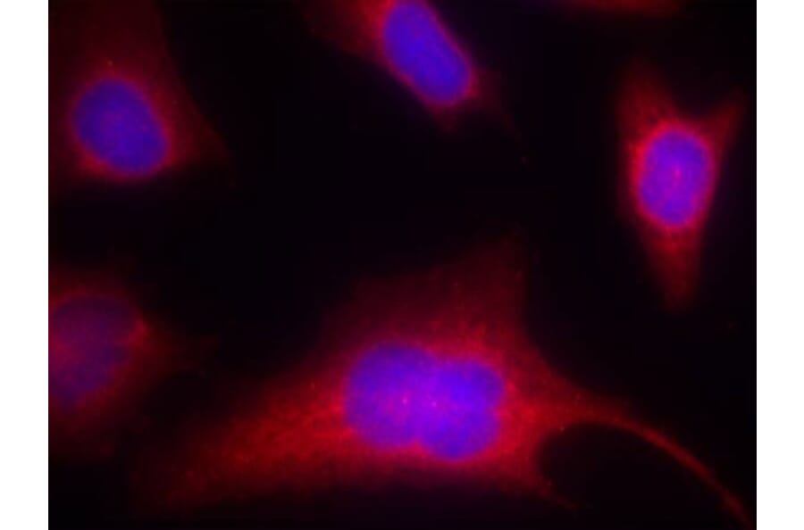 Immunofluorescence - PKD/PKCm (Phospho-Ser910) Antibody from Signalway Antibody (11096) - Antibodies.com