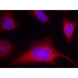 Immunofluorescence - PKD/PKCm (Phospho-Ser910) Antibody from Signalway Antibody (11096) - Antibodies.com