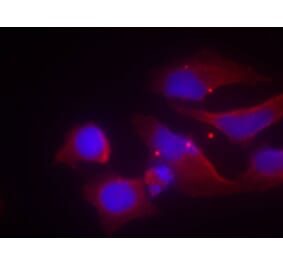 Immunofluorescence - NMDAR2B (phospho-Tyr1474) Antibody from Signalway Antibody (11168) - Antibodies.com