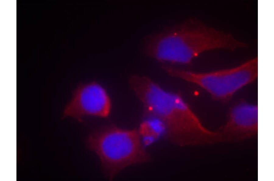 Immunofluorescence - NMDAR2B (phospho-Tyr1474) Antibody from Signalway Antibody (11168) - Antibodies.com