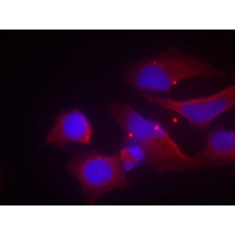 Immunofluorescence - NMDAR2B (phospho-Tyr1474) Antibody from Signalway Antibody (11168) - Antibodies.com