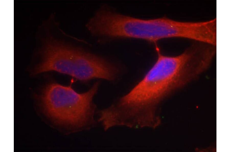 Immunofluorescence - Keratin 8 (Phospho-Ser74) Antibody from Signalway Antibody (11307) - Antibodies.com