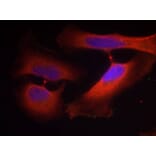 Immunofluorescence - Keratin 8 (Phospho-Ser74) Antibody from Signalway Antibody (11307) - Antibodies.com