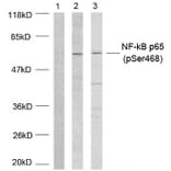 Western blot - NFκB-p65 (Phospho-Ser468) Antibody from Signalway Antibody (11013) - Antibodies.com