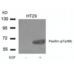 Western blot - Paxillin (phospho-Tyr88) Antibody from Signalway Antibody (11538) - Antibodies.com