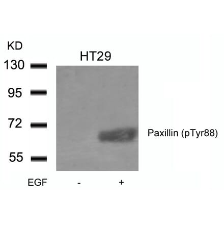 Western blot - Paxillin (phospho-Tyr88) Antibody from Signalway Antibody (11538) - Antibodies.com