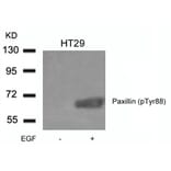 Western blot - Paxillin (phospho-Tyr88) Antibody from Signalway Antibody (11538) - Antibodies.com