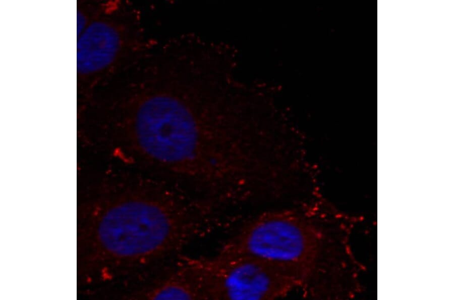 Immunofluorescence - Paxillin (phospho-Tyr88) Antibody from Signalway Antibody (11538) - Antibodies.com