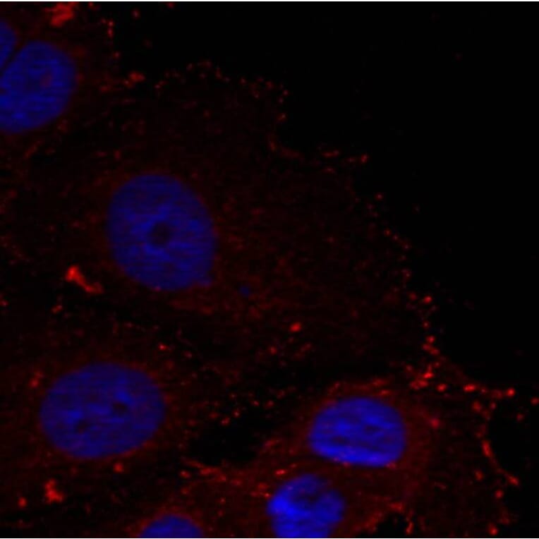 Immunofluorescence - Paxillin (phospho-Tyr88) Antibody from Signalway Antibody (11538) - Antibodies.com