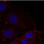 Immunofluorescence - Paxillin (phospho-Tyr88) Antibody from Signalway Antibody (11538) - Antibodies.com