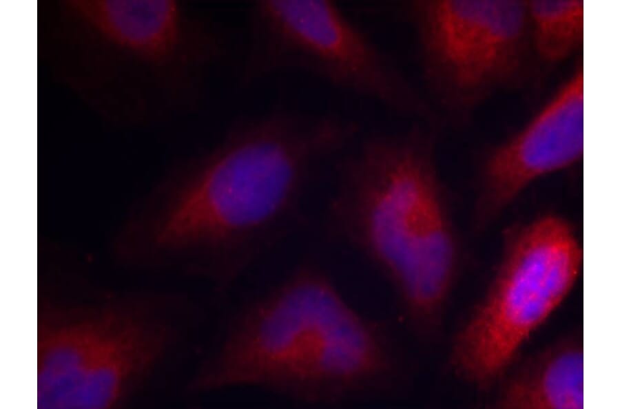 Immunofluorescence - MARCKS (Phospho-Ser162) Antibody from Signalway Antibody (11265) - Antibodies.com