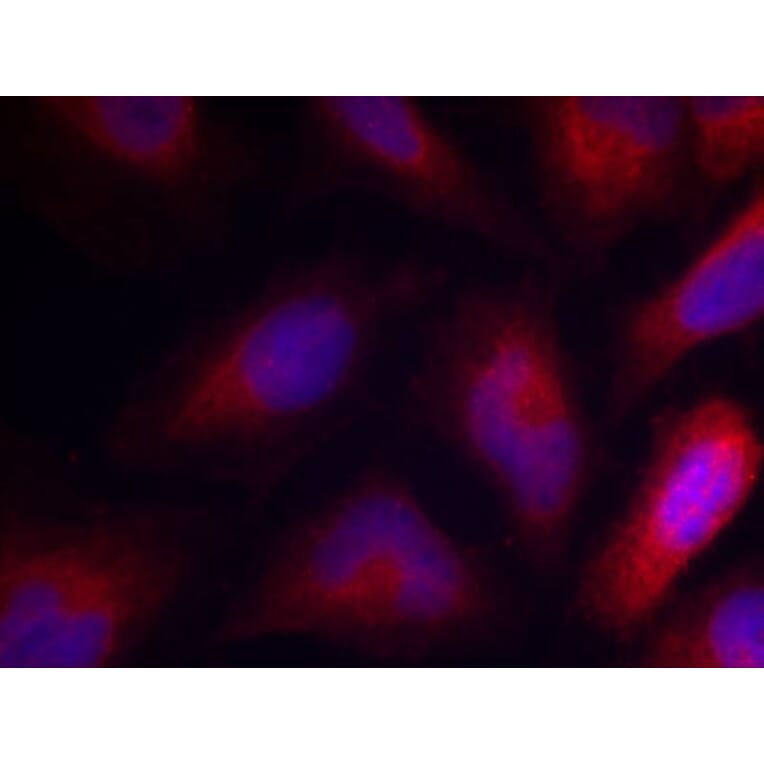 Immunofluorescence - MARCKS (Phospho-Ser162) Antibody from Signalway Antibody (11265) - Antibodies.com