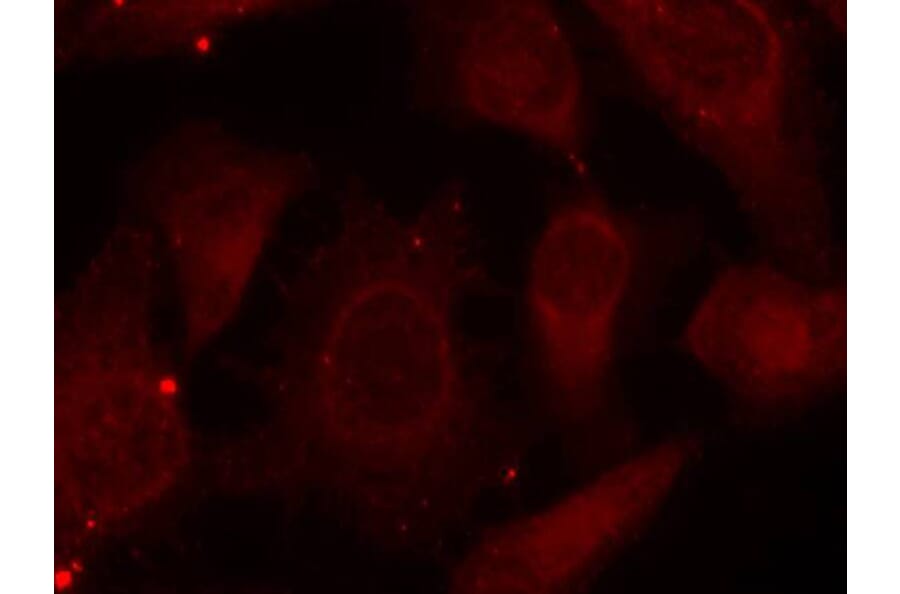 Immunofluorescence - Merlin (Phospho-Ser518) Antibody from Signalway Antibody (11266) - Antibodies.com