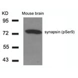 Western blot - synapsin (Phospho-Ser9) Antibody from Signalway Antibody (11267) - Antibodies.com
