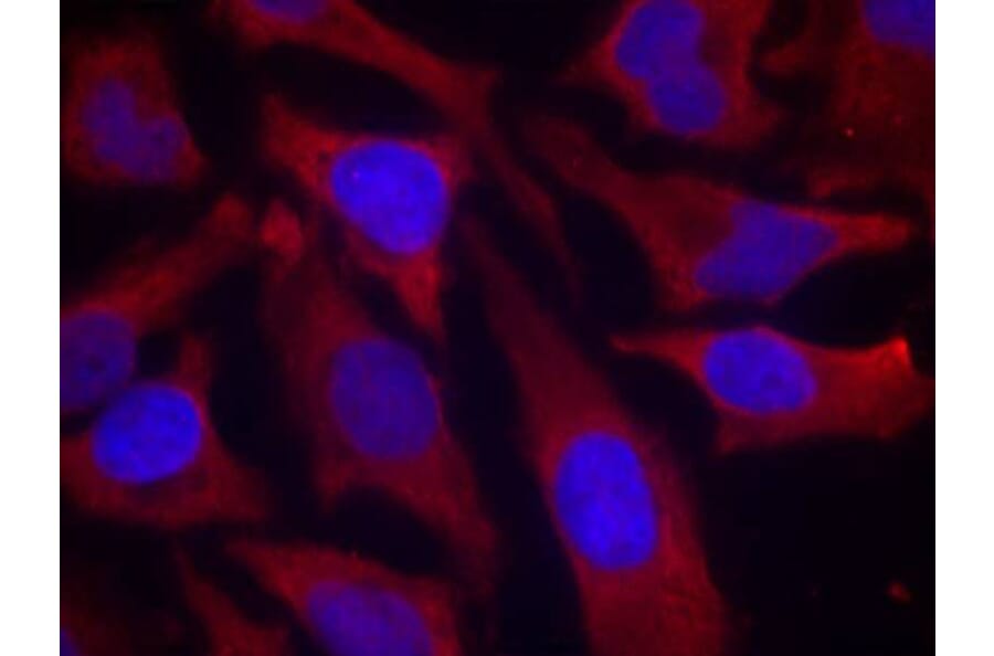Immunofluorescence - synapsin (Phospho-Ser9) Antibody from Signalway Antibody (11267) - Antibodies.com