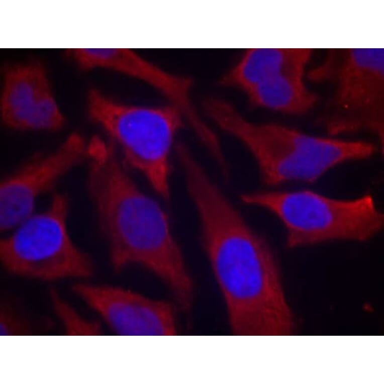 Immunofluorescence - synapsin (Phospho-Ser9) Antibody from Signalway Antibody (11267) - Antibodies.com