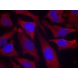 Immunofluorescence - synapsin (Phospho-Ser9) Antibody from Signalway Antibody (11267) - Antibodies.com