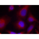 Immunofluorescence - MARCKS (Phospho-Ser158) Antibody from Signalway Antibody (11293) - Antibodies.com