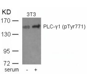 Western blot - PLCg1 (phospho-Tyr771) Antibody from Signalway Antibody (11523) - Antibodies.com