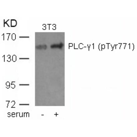 Western blot - PLCg1 (phospho-Tyr771) Antibody from Signalway Antibody (11523) - Antibodies.com
