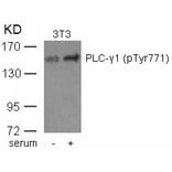 Western blot - PLCg1 (phospho-Tyr771) Antibody from Signalway Antibody (11523) - Antibodies.com