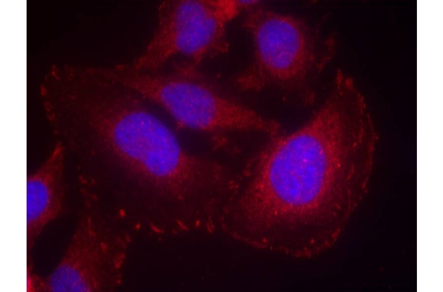 Immunofluorescence - PLCg1 (phospho-Tyr771) Antibody from Signalway Antibody (11523) - Antibodies.com
