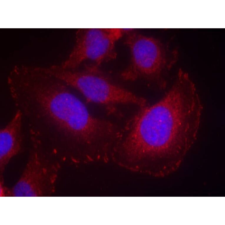 Immunofluorescence - PLCg1 (phospho-Tyr771) Antibody from Signalway Antibody (11523) - Antibodies.com