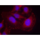 Immunofluorescence - PLCg1 (phospho-Tyr771) Antibody from Signalway Antibody (11523) - Antibodies.com