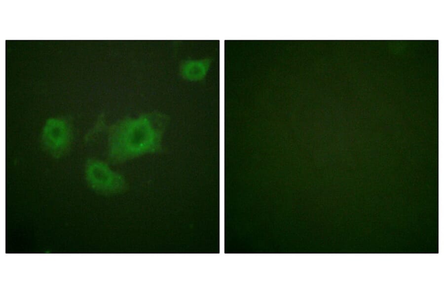 Immunofluorescence - Kir6.2 (Phospho-Thr224) Antibody from Signalway Antibody (12108) - Antibodies.com