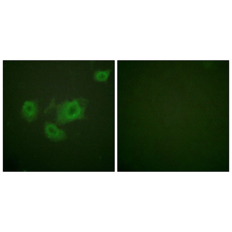 Immunofluorescence - Kir6.2 (Phospho-Thr224) Antibody from Signalway Antibody (12108) - Antibodies.com