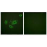 Immunofluorescence - Kir6.2 (Phospho-Thr224) Antibody from Signalway Antibody (12108) - Antibodies.com