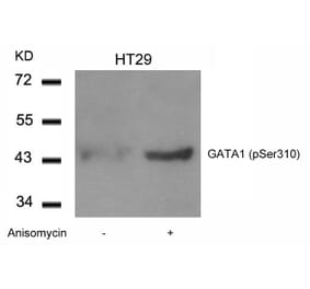 Western blot - GATA1 (Phospho-Ser310) Antibody from Signalway Antibody (11042) - Antibodies.com