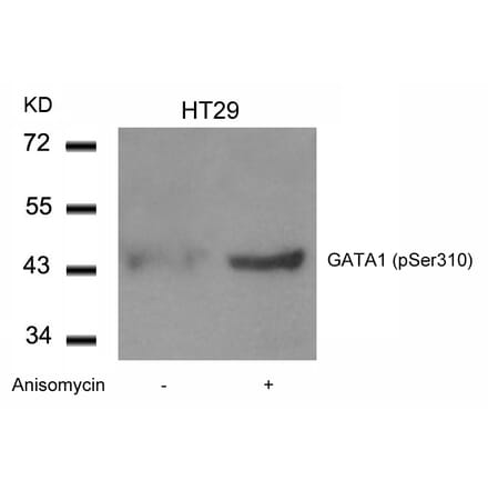 Western blot - GATA1 (Phospho-Ser310) Antibody from Signalway Antibody (11042) - Antibodies.com
