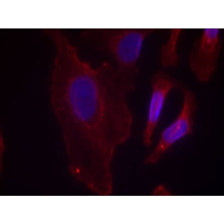 Immunofluorescence - PLCg2 (Phospho-Tyr753) Antibody from Signalway Antibody (11175) - Antibodies.com