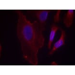 Immunofluorescence - PLCg2 (Phospho-Tyr753) Antibody from Signalway Antibody (11175) - Antibodies.com